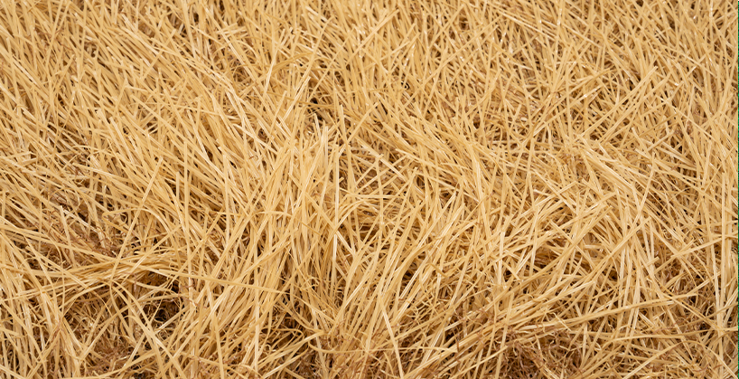 Yangzhou Canyoo Grass Carpet Co., Ltd.